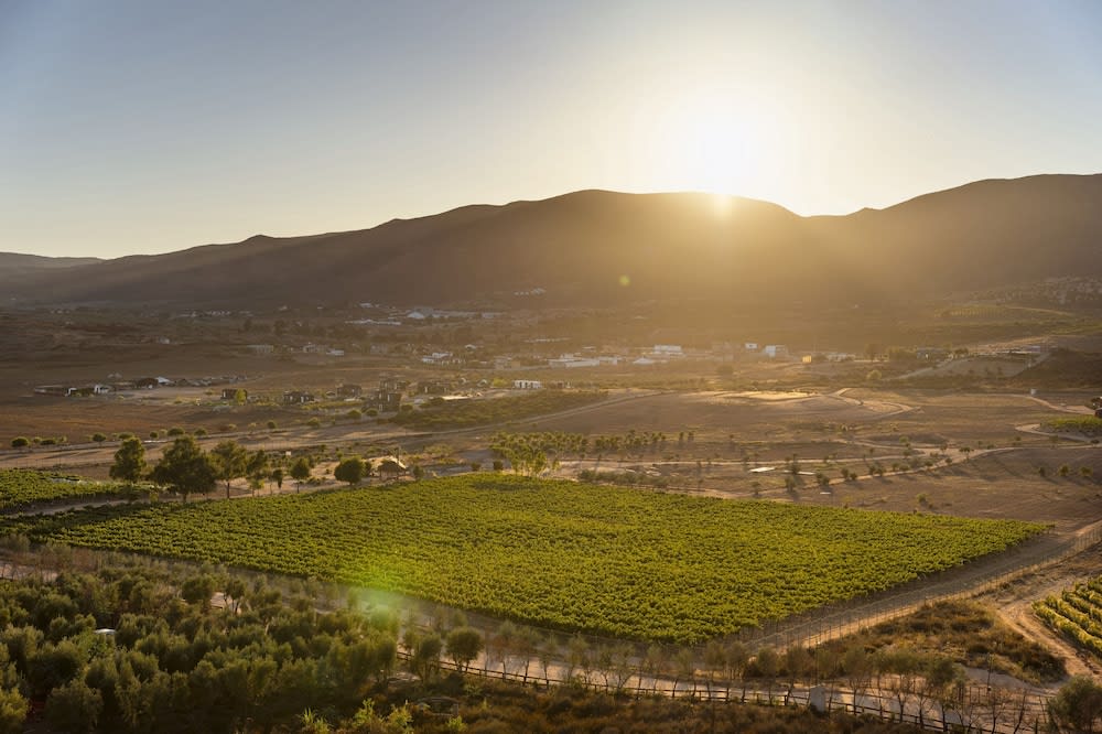 Banyan Tree Veya Valle De Guadalupe