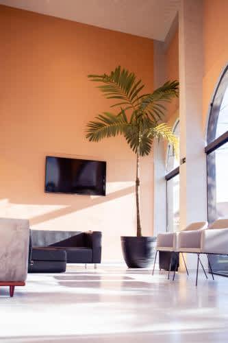 una palmera en una habitación con TV y sillas del Hotel Mamma Mia, en Aparecida