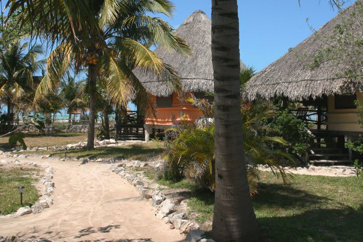 In Holbox Island you can swim with shark whales