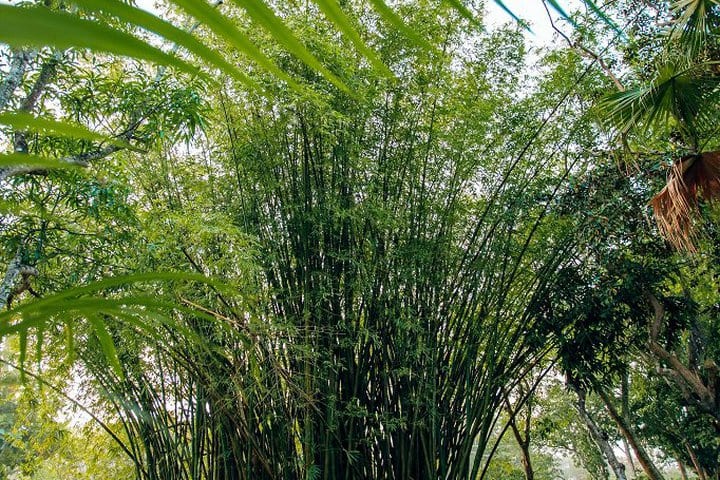 Vegetación en el jardín