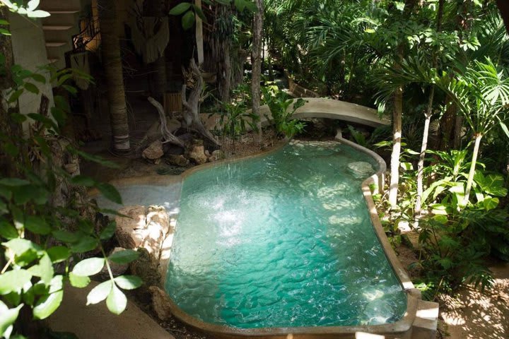 Pool surrounded by lush vegetation