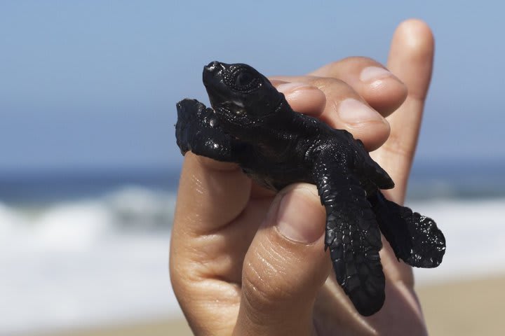 Liberación de tortugas por temporada