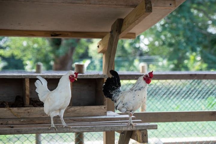 Hay una mini granja