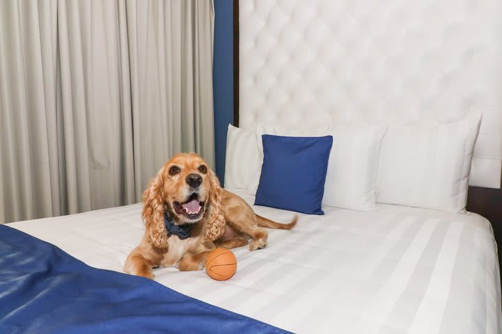 The hotel accepts pets