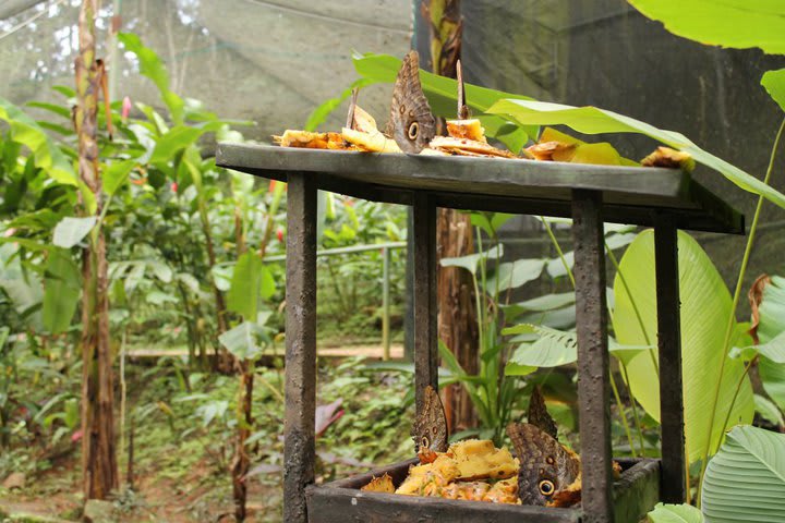 Butterfly farm