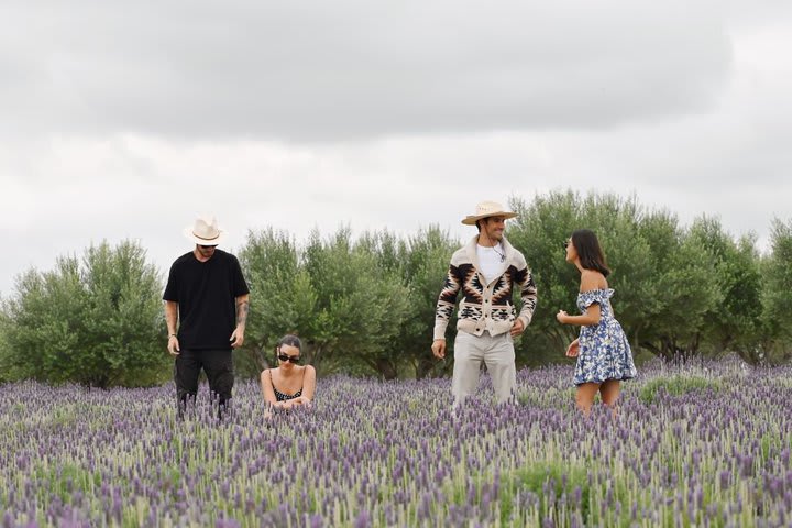 Campos de lavanda alrededor del hotel