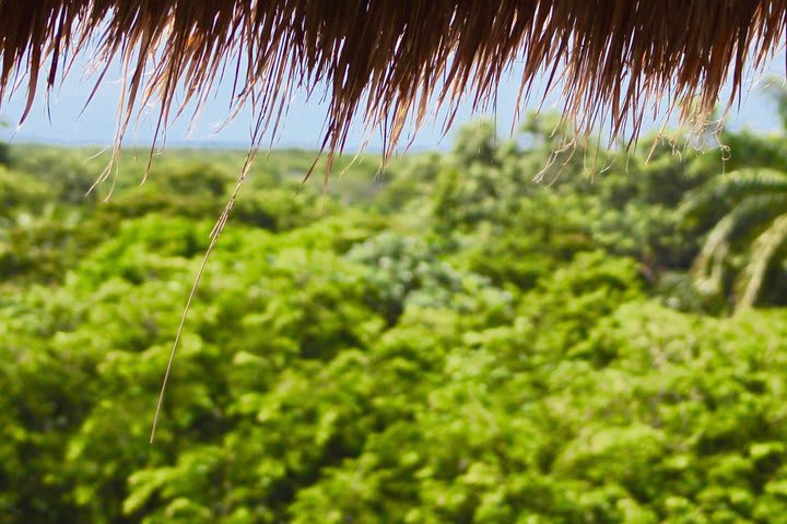 El hotel esta rodeado de vegetación