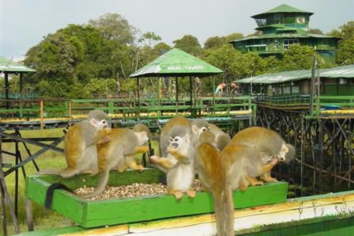 Macacos en el hotel Ariaú Amazon Towers