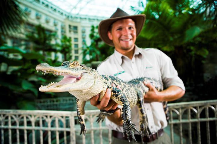 Entretenimiento en el Gaylord Palms Resort & Convention Center