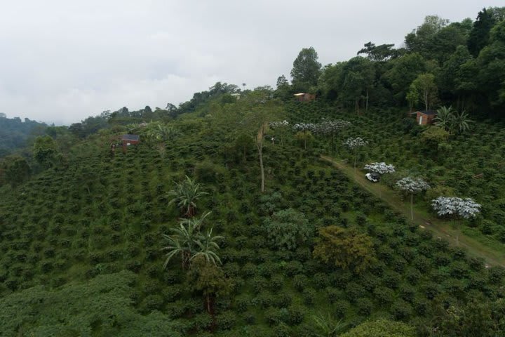 View of the coffee plantations at the estate