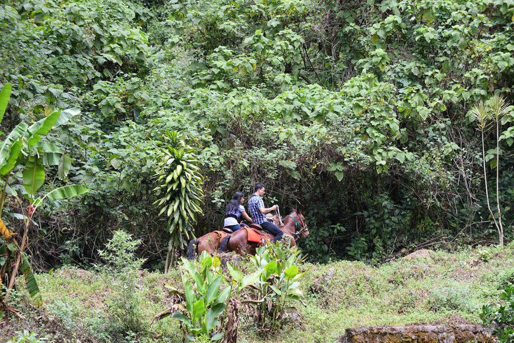 Paseos a caballo