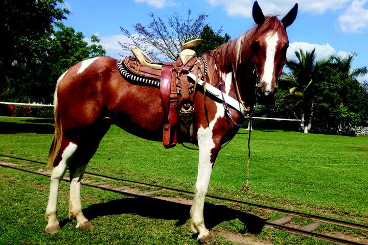 Se ofrecen paseos a caballo