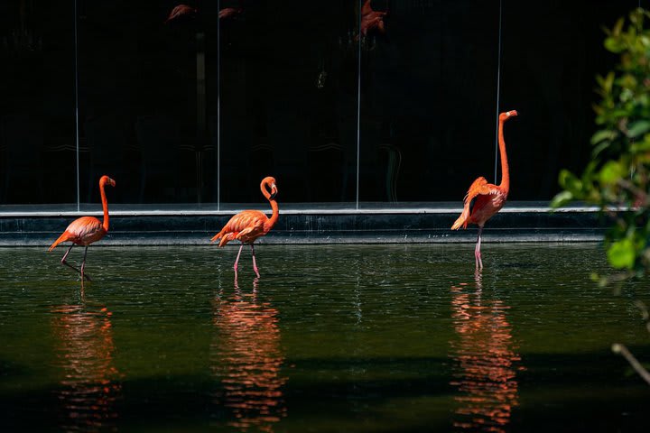 Flamingos