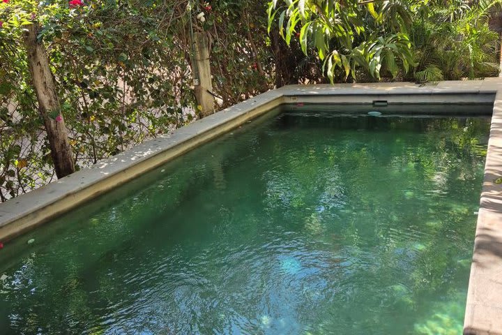 The pool is surrounded by vegetation