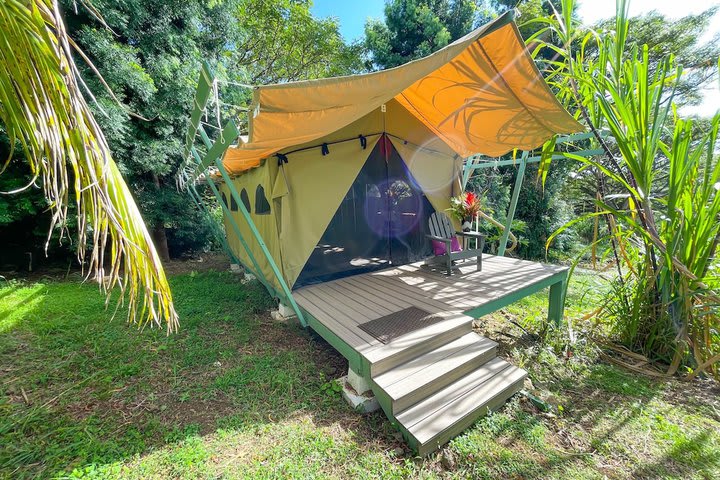 Bamboo Canopy