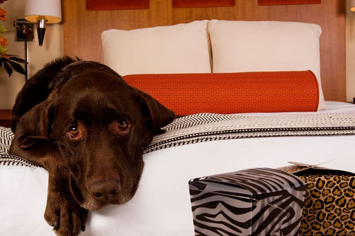 The Palomar San Francisco hotel accepts pets at no extra charge