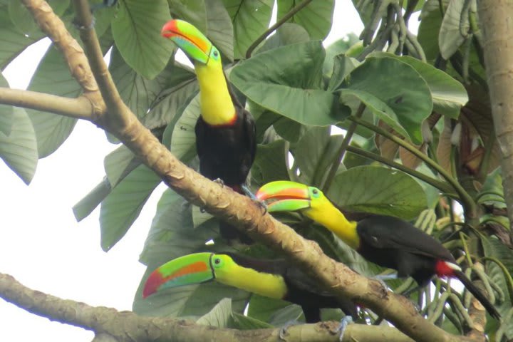 El hotel ofrece tours para ver aves